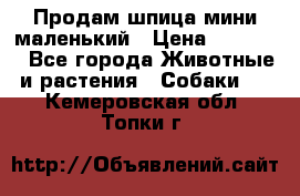Продам шпица мини маленький › Цена ­ 15 000 - Все города Животные и растения » Собаки   . Кемеровская обл.,Топки г.